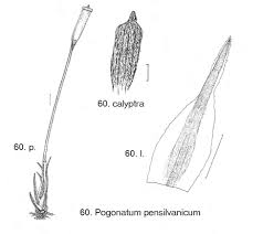 Attēlu rezultāti vaicājumam “Paraleucobryum longifolium sporophyte”