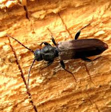 Attēlu rezultāti vaicājumam “Tetropium fuscum”