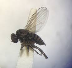 Attēlu rezultāti vaicājumam “Platypezidae”