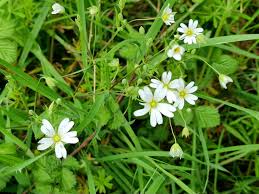Attēlu rezultāti vaicājumam “Stellaria palustris leaf”