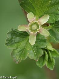 Attēlu rezultāti vaicājumam “Ribes uva-crispa flower”