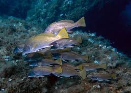 Image result for Sciaena umbra