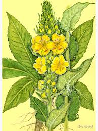 Image result for Verbascum phlomoides