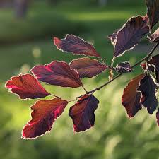Attēlu rezultāti vaicājumam “Fagus sylvatica fo. purpurea flower”