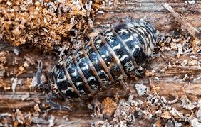Attēlu rezultāti vaicājumam “Armadillidium pulchellum”