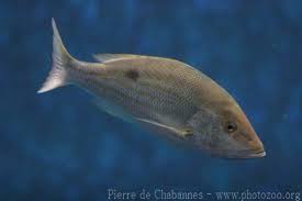 Image result for Lutjanus mahogoni