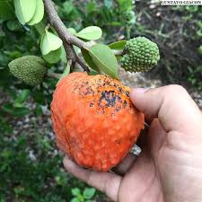 Attēlu rezultāti vaicājumam “Cynosurus cristatus fruit”