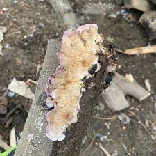 Attēlu rezultāti vaicājumam “Trichaptum abietinum”