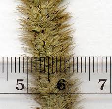 Attēlu rezultāti vaicājumam “Setaria glauca”