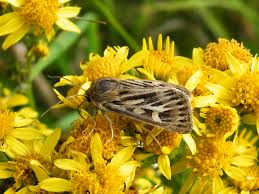 Attēlu rezultāti vaicājumam “Cerapteryx graminis”