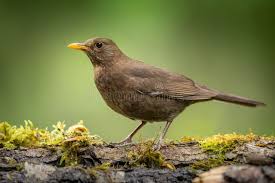 Attēlu rezultāti vaicājumam “Turdus viscivorus juvenile”