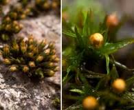 Attēlu rezultāti vaicājumam “Orthotrichum, Nyholmiella”