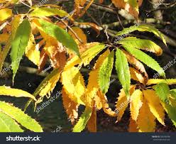 Attēlu rezultāti vaicājumam “Fagus sylvatica fo. laciniata leaf”