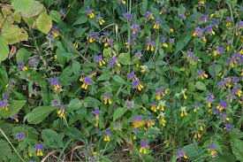 Attēlu rezultāti vaicājumam “Melampyrum nemorosum”