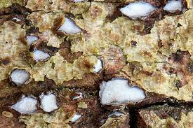 Attēlu rezultāti vaicājumam “Propolis farinosa”