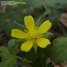 Attēlu rezultāti vaicājumam “Potentilla erecta fruit”