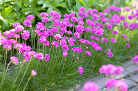 Attēlu rezultāti vaicājumam “Armeria vulgaris leaf”
