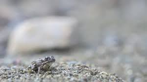 Attēlu rezultāti vaicājumam “Pelophylax juvenile”