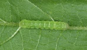 Attēlu rezultāti vaicājumam “Euplexia lucipara”