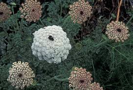 Attēlu rezultāti vaicājumam “Daucus carota subsp. carota”