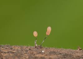 Attēlu rezultāti vaicājumam “Comatricha alta”