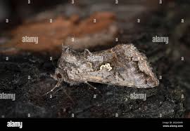 Attēlu rezultāti vaicājumam “Syngrapha interrogationis”