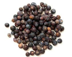 Attēlu rezultāti vaicājumam “Juniperus communis fruit”