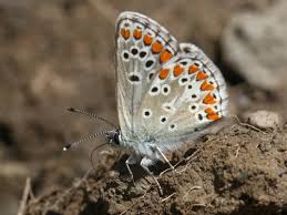 Attēlu rezultāti vaicājumam “Aricia artaxerxes”