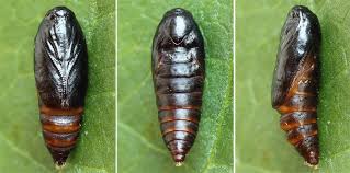 Attēlu rezultāti vaicājumam “Depressaria depressana”