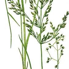 Attēlu rezultāti vaicājumam “Poa nemoralis leaf”