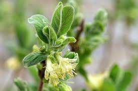 Attēlu rezultāti vaicājumam “Lonicera caerulea var. pallasii flower”
