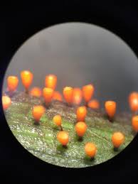 Attēlu rezultāti vaicājumam “Craterium minutum young”