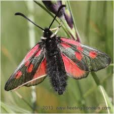 Attēlu rezultāti vaicājumam “Zygaena filipendulae exuvia”