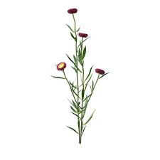 Image result for Helichrysum bracteatum