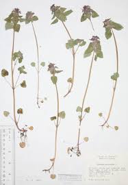 Attēlu rezultāti vaicājumam “Lamium purpureum”