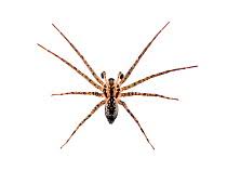 Attēlu rezultāti vaicājumam “Miturgidae”