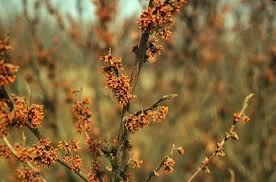 Attēlu rezultāti vaicājumam “Hamamelis vernalis bud”