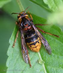 Attēlu rezultāti vaicājumam “Dolichovespula media”