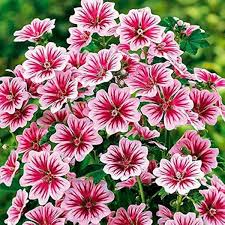 Image result for Malva sylvestris 'Zebrina'