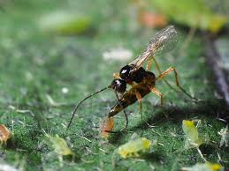 Attēlu rezultāti vaicājumam “Aphis confusa”