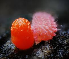 Attēlu rezultāti vaicājumam “Lycogala conicum”