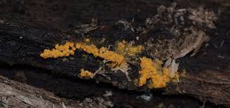 Attēlu rezultāti vaicājumam “Oligonema affine”