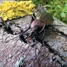 Attēlu rezultāti vaicājumam “Carabus nemoralis”