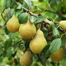 Attēlu rezultāti vaicājumam “Pyrus pyraster fruit”