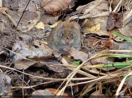 Attēlu rezultāti vaicājumam “Licea testudinacea young”