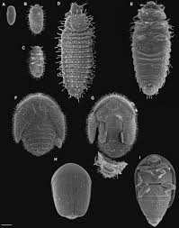 Attēlu rezultāti vaicājumam “Meloe sp. imago”