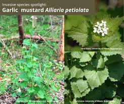Image result for Alliaria petiolata