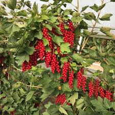 Bildergebnis für rote johannisbeeren