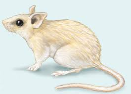 Attēlu rezultāti vaicājumam “Rodentia”