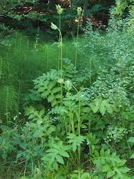 Attēlu rezultāti vaicājumam “Cirsium oleraceum leaf”